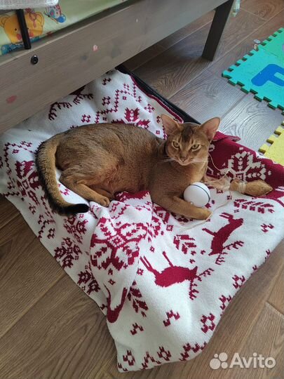 Абиссинский кот вязка, Одинцово, мо