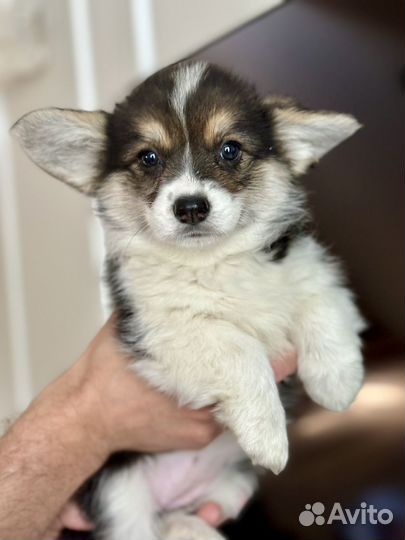 Щенки Вельш-корги пемброк с документами РКФ