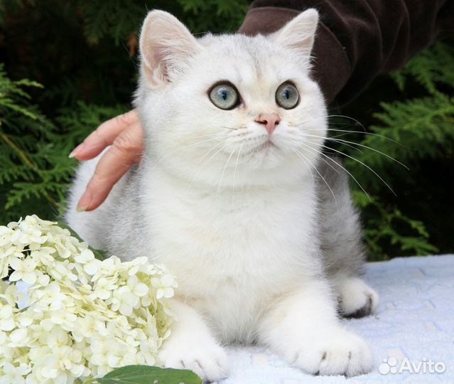 Британские котята золотая и серебристая шиншилла