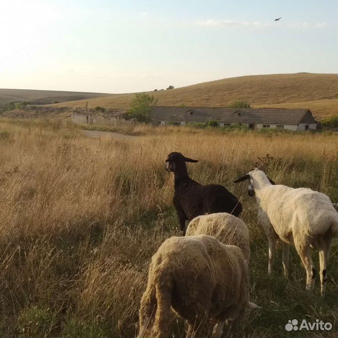 Курдючные бараны овцы