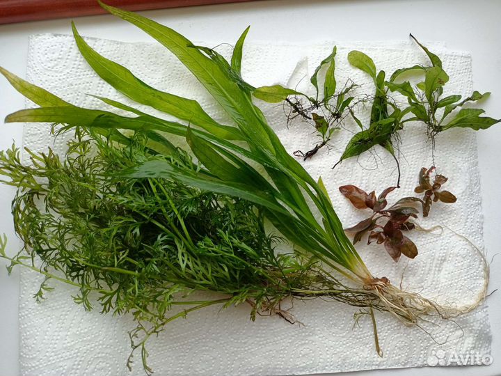 Растения для аквариума. Прополка