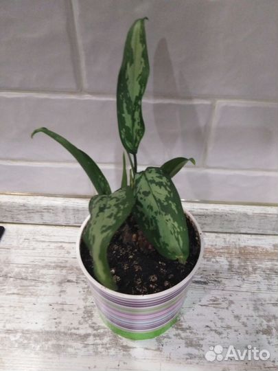 Аглаонема Треба