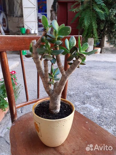 Комнатные цветы