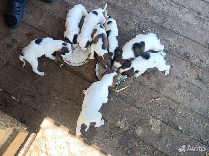 Щенки русской пегой гончей