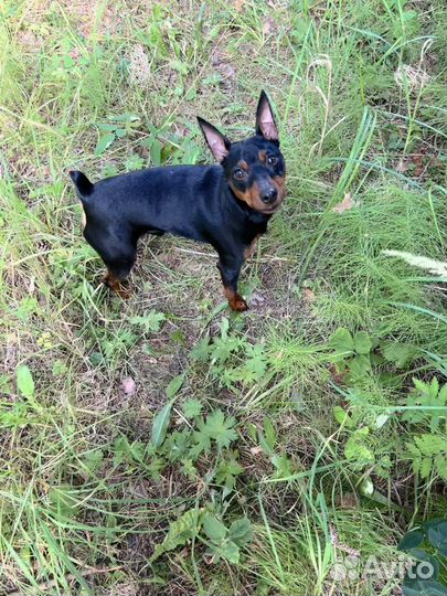 Вязка цвергпинчер