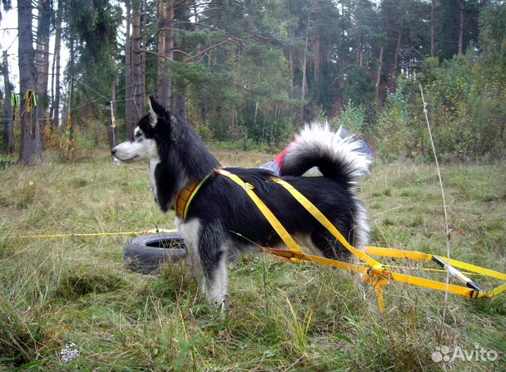 Шлейка грузовая и ездовая