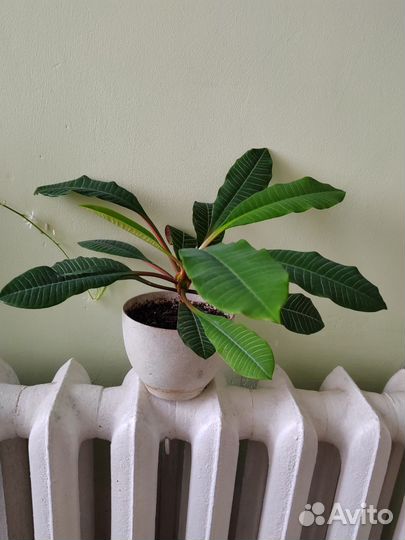 Молочай беложильчатый