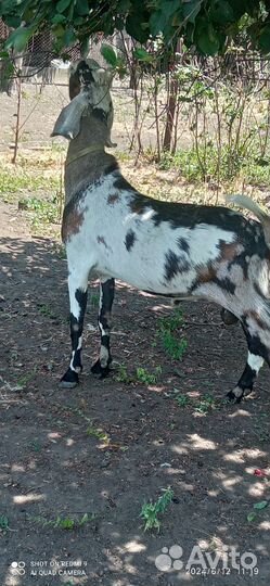 Англо нубийские козы дойные