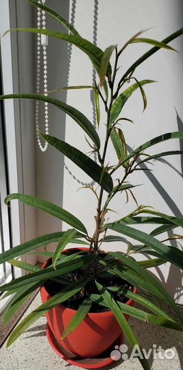 Фикус Биннендийка Али,Робуста,Али,Лавли,Драцены