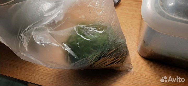 Продам яванский мох