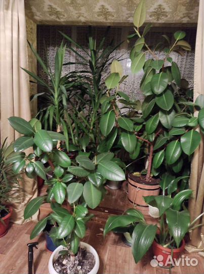 Фикус, юкка