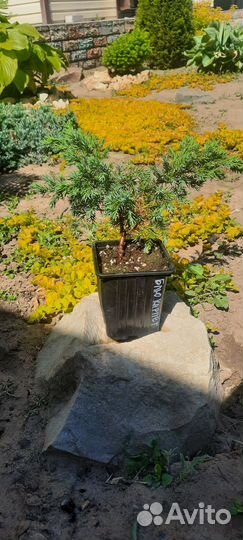 Можжевельники