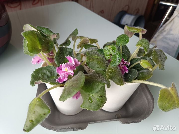 Продам фиалки