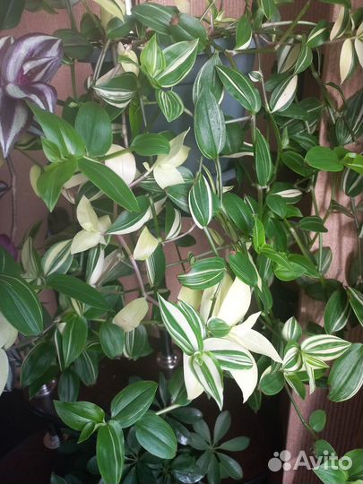 Традесканция разных видов