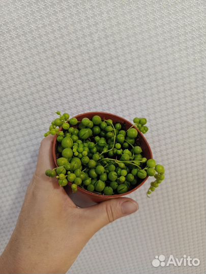 Крестовник роули