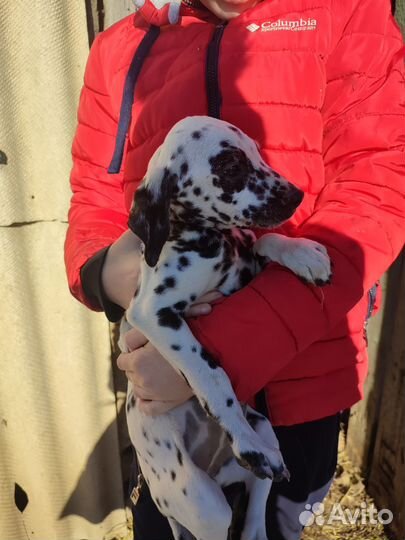 Щенки далматина