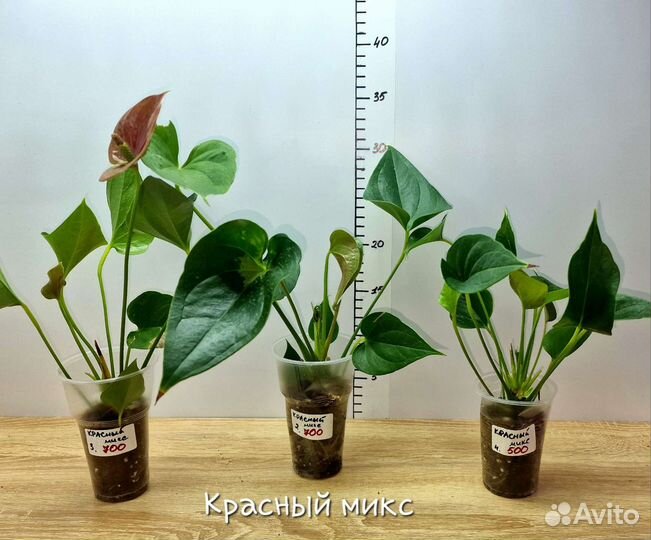 Антуриумы сортовые красные