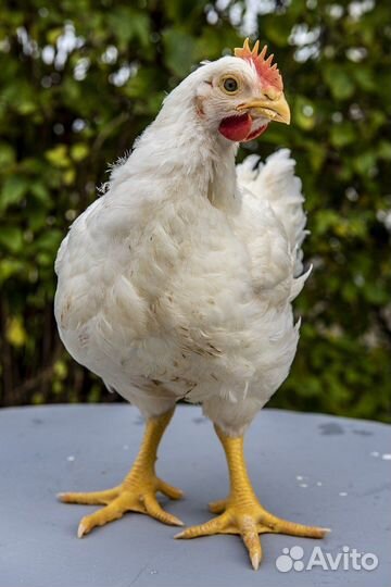 Куры молодки несушки