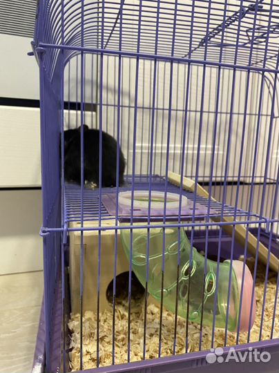 Сирийский хомяк с клеткой