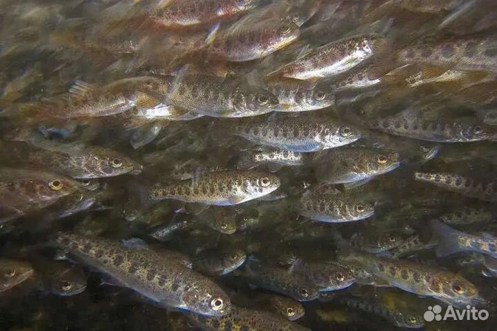 Малек радужной форели