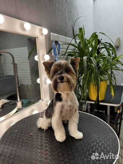 Грумер, стрижка собак и кошек