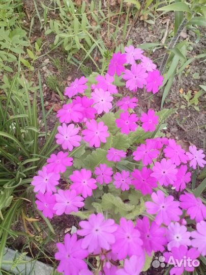 Примула многолетник