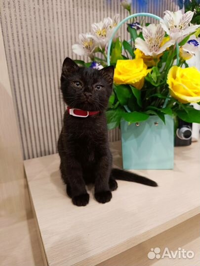 Кошечка в добрые руки