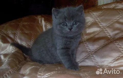 Элитные британцы в разноцветных шубках