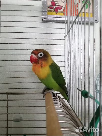 Попугай неразлучники
