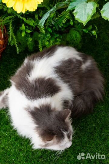 Кошка Снежана