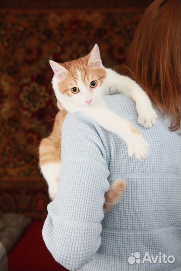 Котики бесплатно