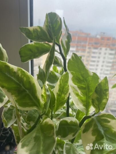 Педилантус