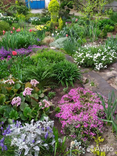 Уличные растения