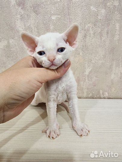 Котята девон-рекс