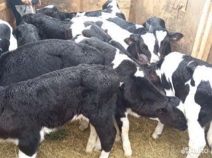 Бычки помесь