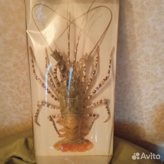 Настенное панно Лобстер