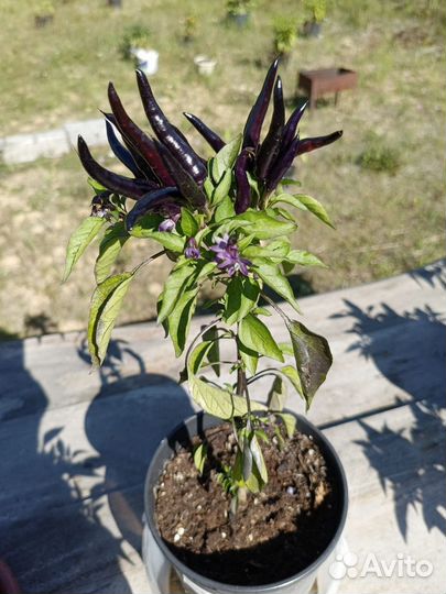 Перец острый Фокста, Хабанеро и др