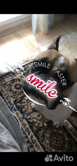 Вязка за щенка французский бульдог