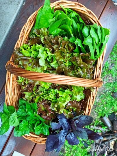 Базилик, шпинат, салат, мята и др