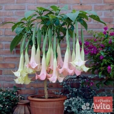 Черенки бругмансии