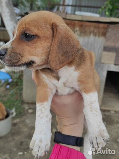 Отдам в добрые руки щенят