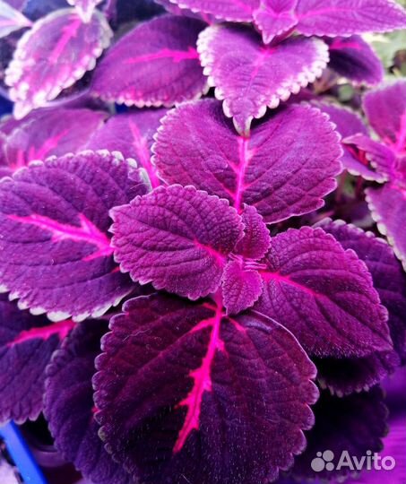 Излишки колеусов. Три сорта