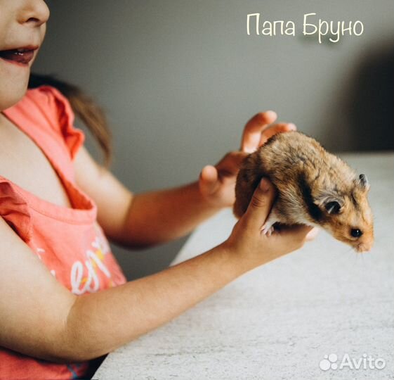 Сирийские хомяки малыши