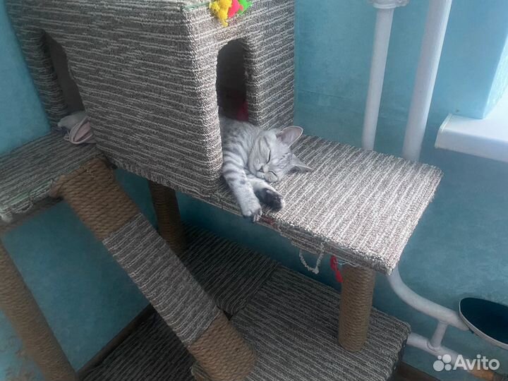 Шотландский прямоухий кот