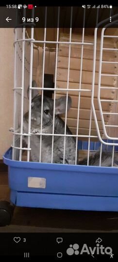 Шиншилла с клеткой