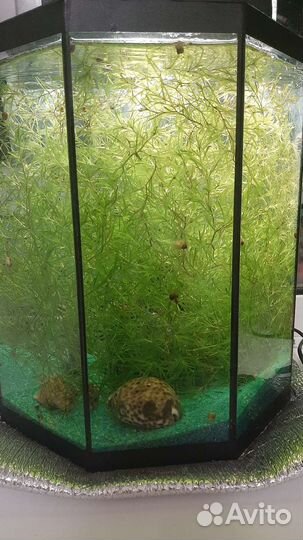 Водоросли для аквариума