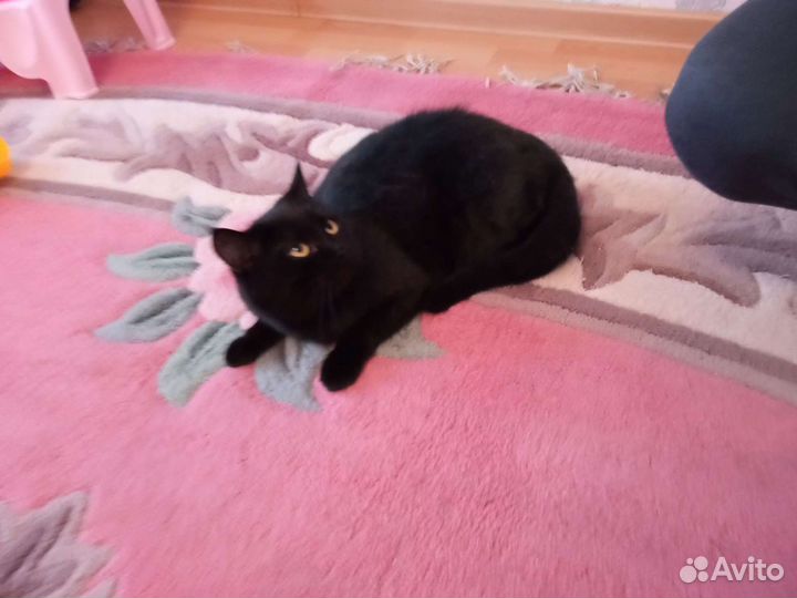 Багира 8 месяцев привита, стериализована приучена