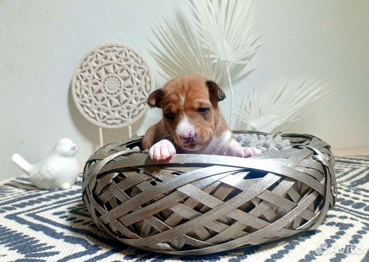 Щенки Басенджи