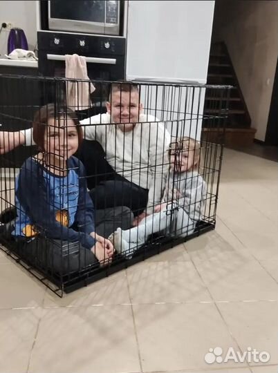 Клетка для собак, антивандальная + поддон