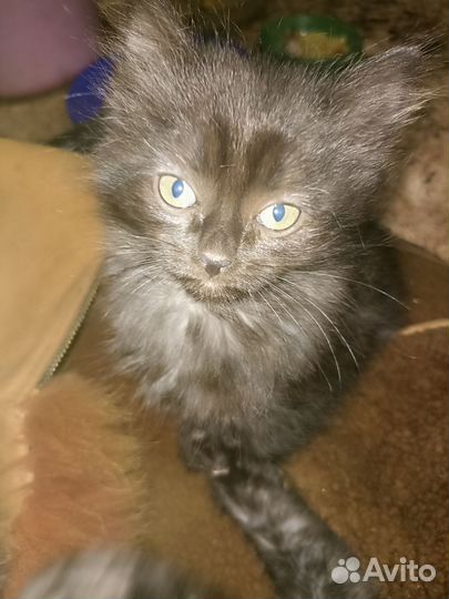 Котята отдам бесплатно